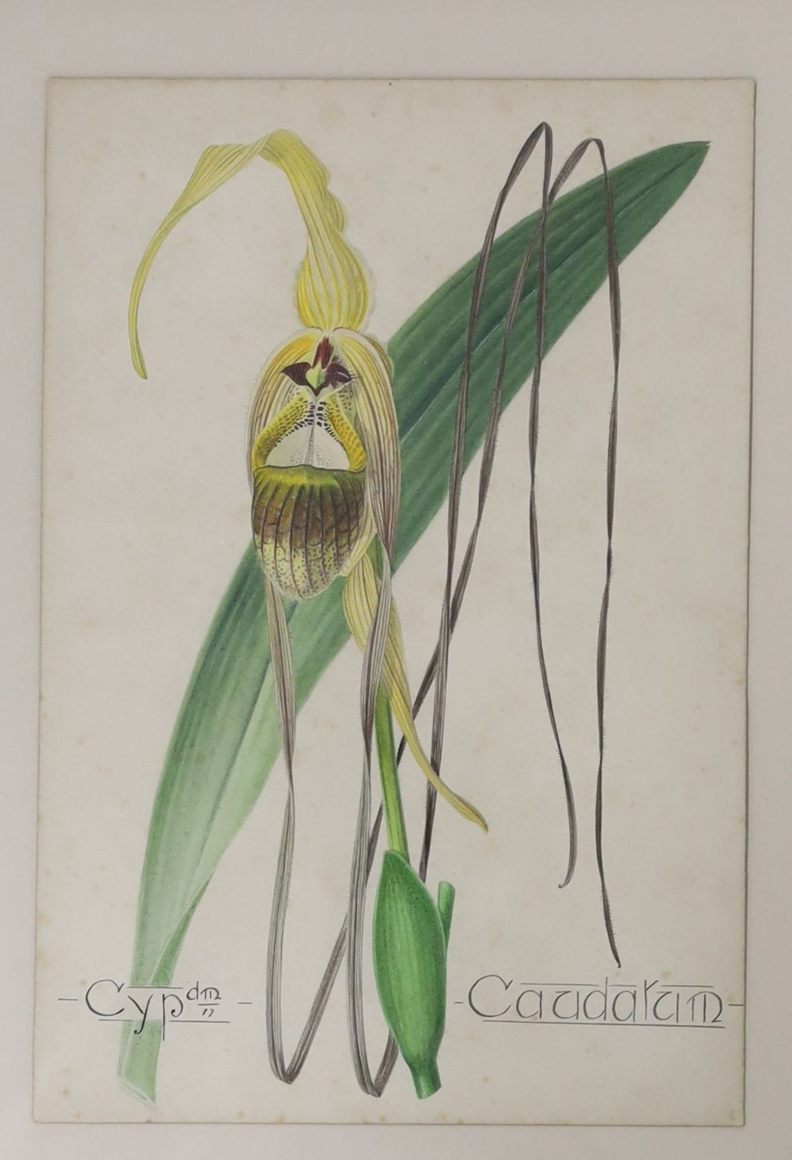 English School c.1900, set of four watercolours, Named studies of orchids, 26 x 18cm